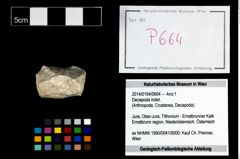 Foto (Objekt + Etikett) von Decapoda indet.  (NHMW-GEO-2014-0194-0664)